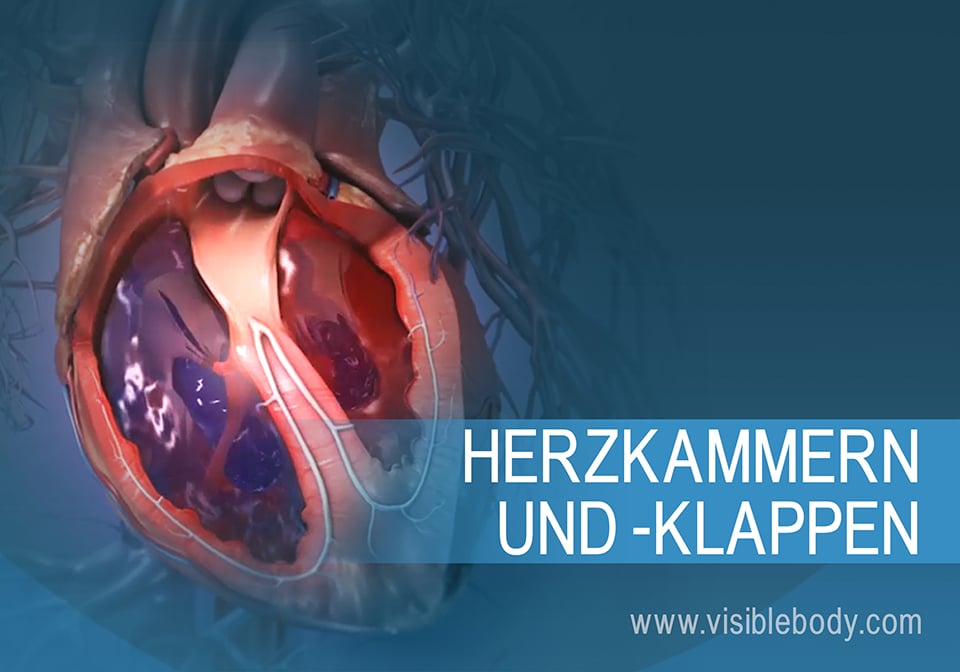01A-Herzkammern-und-Herzklappen_1